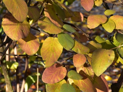 Kalina hordowina - jesienne liście