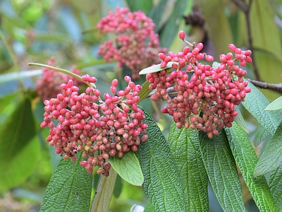 Kalina sztywnolistna - owoce