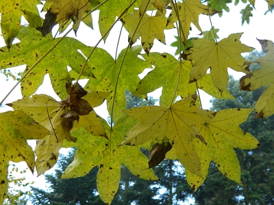 Kolcosił drzewiasty - widok jesienią