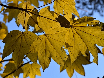 Kolcosił drzewiasty - jesienny liść