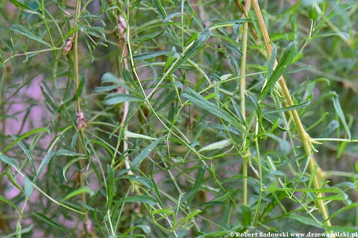 Karagana syberyjska 'Walker'