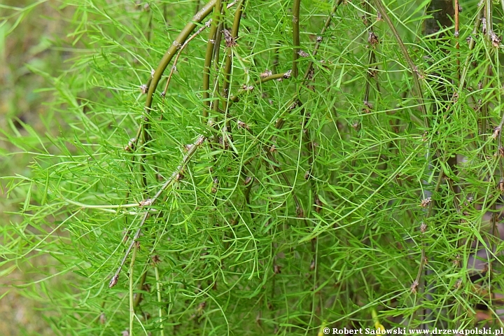 Karagana syberyjska 'Walker'