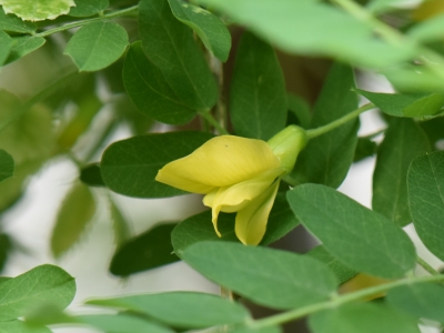 Karagana syberyjska - kwiat