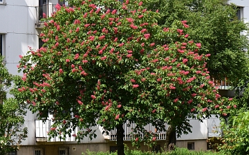 Kasztanowiec czerwony pokrój