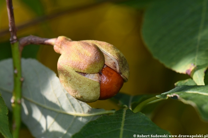 Kasztanowiec drobnokwiatowy - kasztany