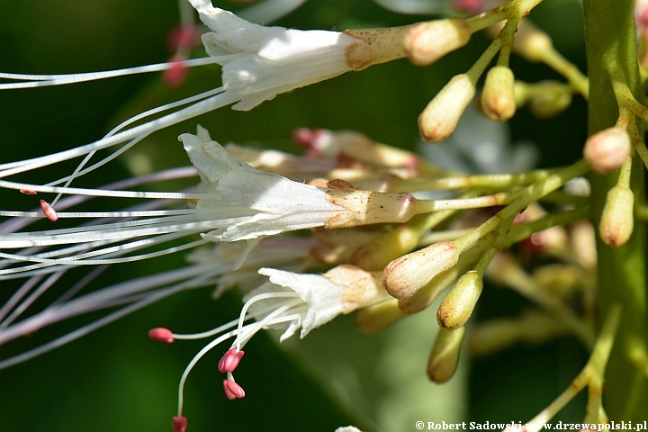 Kasztanowiec drobnokwiatowy