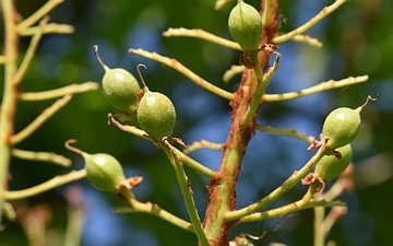 Kasztanowiec japoński zielone owoce