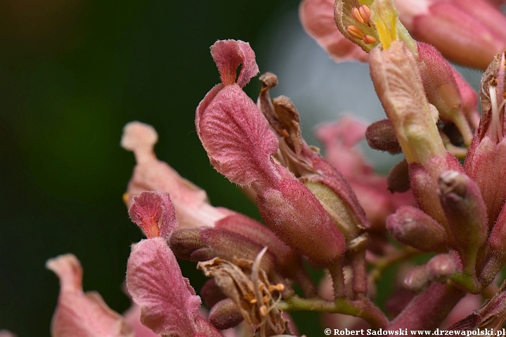 Kasztanowiec mieszańcowy - kwiatostany