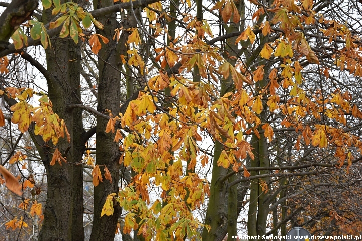 Kasztanowiec i jego liście