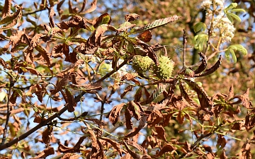 Kasztanowiec zwyczajny gałązka jesienią