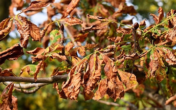 Kasztanowiec zwyczajny gałązka jesienią
