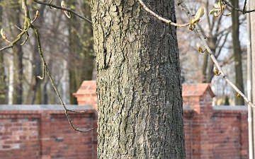 Kasztanowiec zwyczajny kora