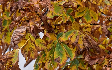 Kasztanowiec zwyczajny liście jesienią