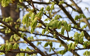 Kasztanowiec zwyczajny liście wiosną