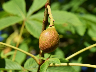Kasztanowiec japoński niedojrzały owoc