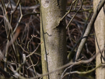 Kasztanowiec zmienny kora