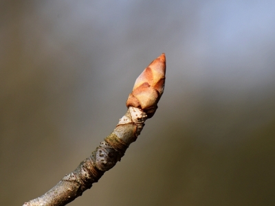 Kasztanowiec zmienny pąk
