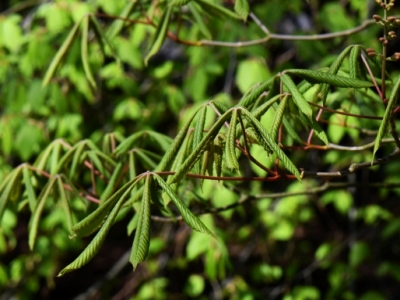 Kasztanowiec zmienny pierwsze liście