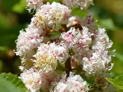 Kasztanowiec zwyczajny - odmiana 'Baumannii'