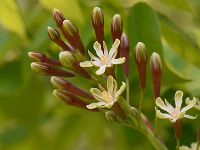 Kłęk kanadyjski - pąk kwiatowy