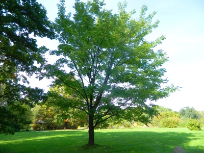 Kłęk kanadyjski - pokrój drzewa