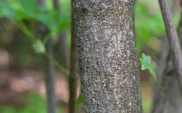 Kłokoczka południowa kora