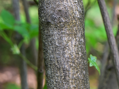 Kłokoczka południowa korowina