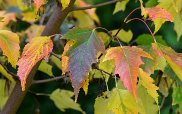 Klon ginnala liście jesienią