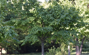 Klon hondoański pokrój drzewa