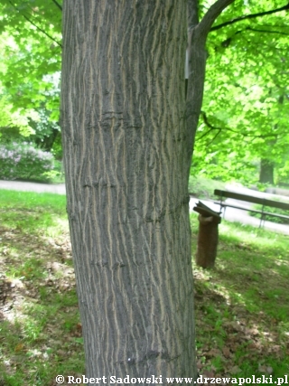 Klon kaukaski 