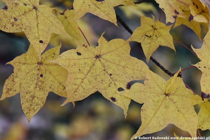 Acer longipes