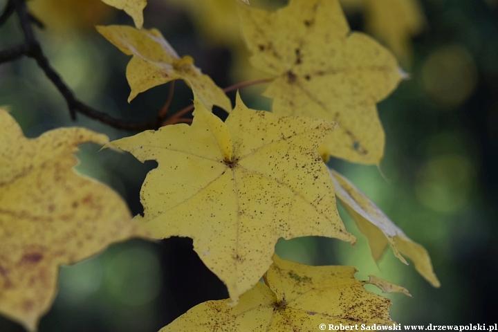 Acer longipes