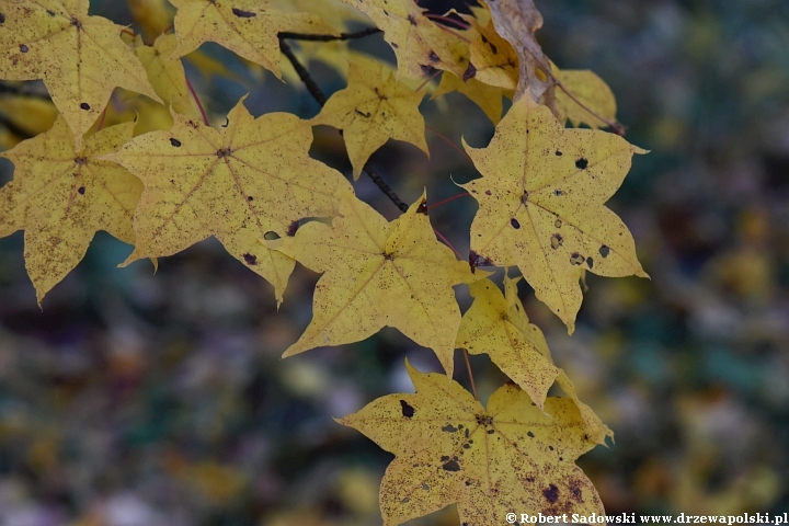 Acer longipes