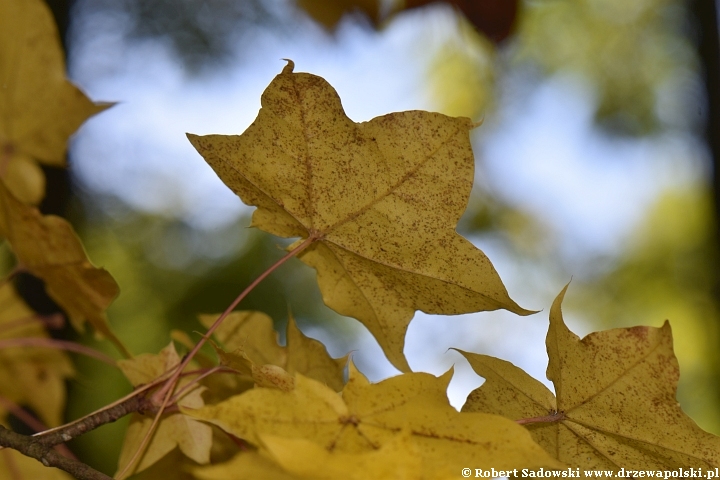 Acer longipes