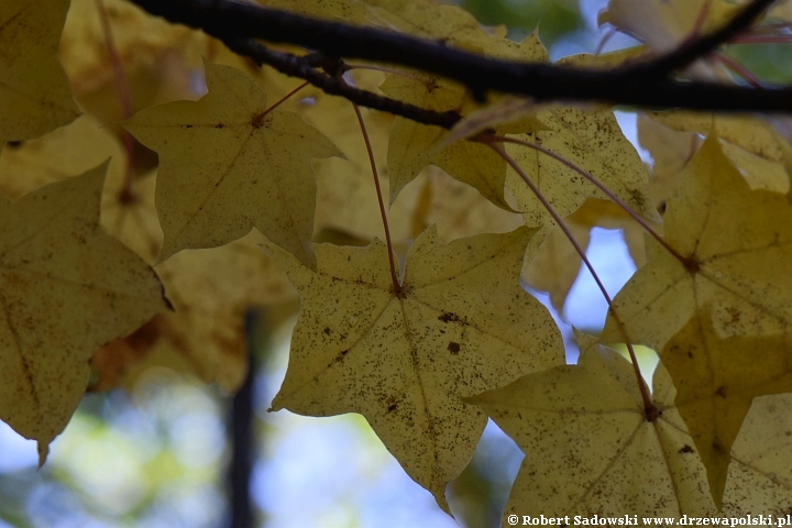 Acer longipes