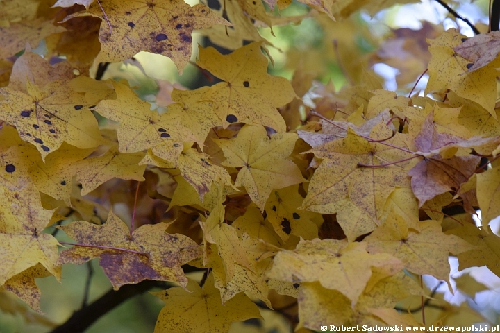 Acer longipes