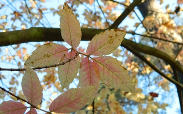 Klon Maksymowicza gałązka jesienią