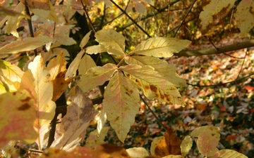 Klon Maksymowicza gałązka jesienią