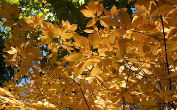 Klon Maksymowicza gałązka jesienią