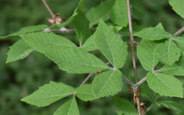 Klon Maksymowicza gałązka wiosną