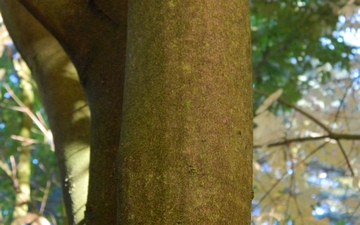 Klon Maksymowicza kora drzewa