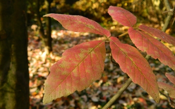 Klon Maksymowicza jesienny liść