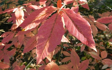 Klon Maksymowicza jesienny liść