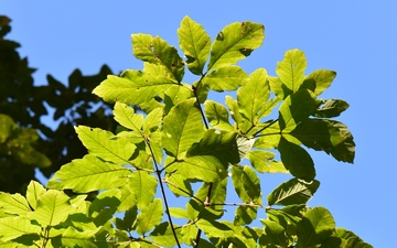 Klon Maksymowicza liście