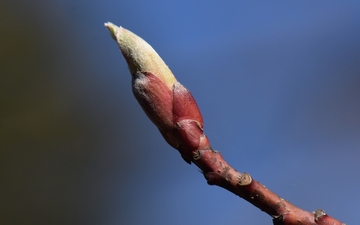 Klon Maksymowicza pąk