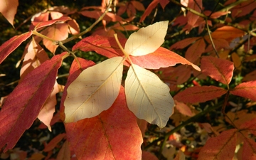 Klon Maksymowicza spodnia strona liścia
