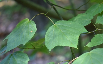 Klon pensylwański liście
