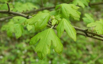 Klon polny młode liście