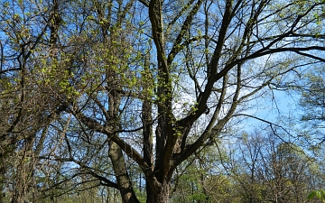 Klon polny pokrój wiosną