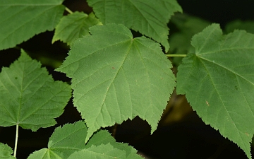 Klon zielonokory liść